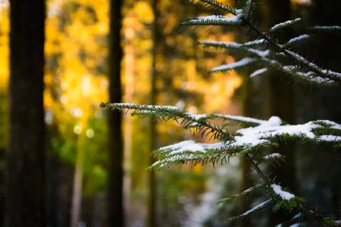 Pine branch with snow Stock Photos