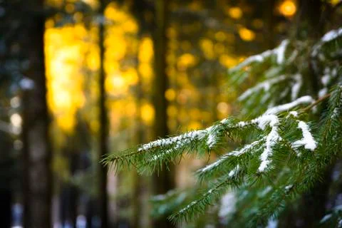 Pine branch with snow Stock Photos