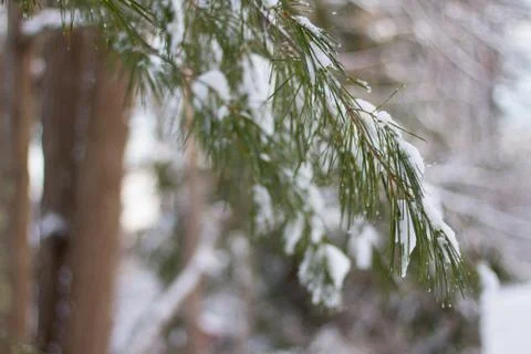 Pine Branch Snow Stock Photos