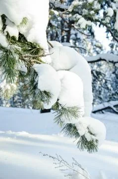 Pine branch in the snow Stock Photos