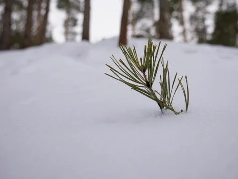 Pine branch in the snow Foto stock