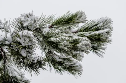 Pine branch in the snow Stock Photos