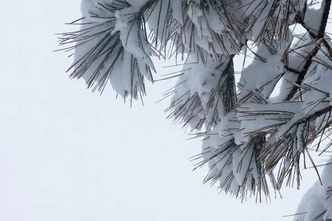 Pine branch with snow on the sky background. Foto stock