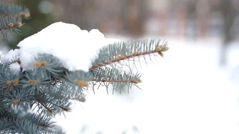 Pine branch in the snow in winter Stock Footage 98736899