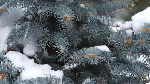 Pine branch in the snow in winter Vídeo Stock 98736901