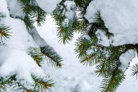 Pine branch in the snow in winter Stock Photos