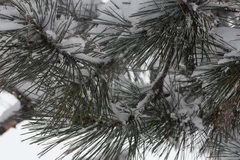 Pine branch with snow in the winter. Stock Photos