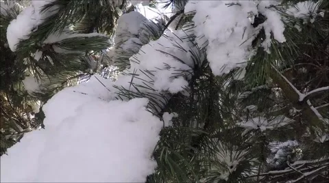 Pine branch in snow. Winter sunset in the forest. Stock Footage 45864615
