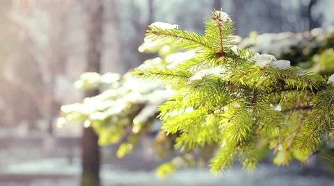 Pine branch in snow. Winter sunset in the forest. 스톡 동영상 59041584