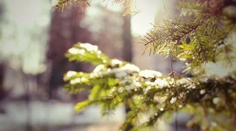 Pine branch in snow. Winter sunset in the forest 스톡 동영상 59086181