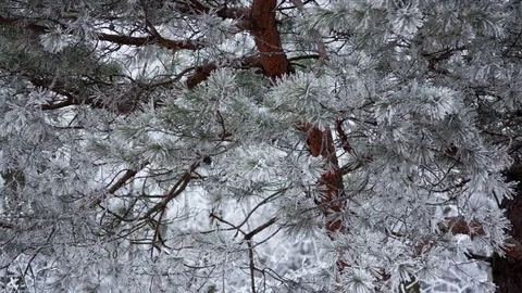 Pine branch in snow. Winter sunset in the forest. Stock Footage 75810114