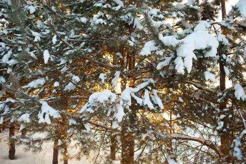 Pine branch in snow. Winter sunset in the forest. Stock Photos