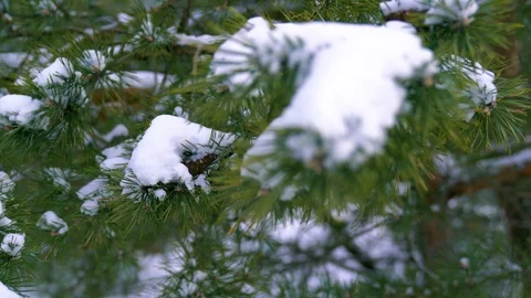 Pine branch with snowflakes in winter forest Stock Footage 88093950