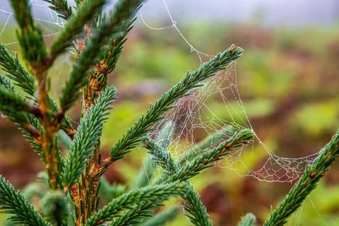 Pine branch with spider web or cobweb with water drops after rain and fog in the Stock Photos