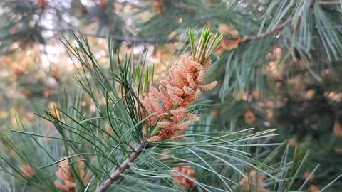 Pine branch with stamens and small cones of flowering pine. Stock Footage 259830246
