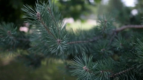 Pine branch in the summer on a warm, Sunny day. Video stock 84984924