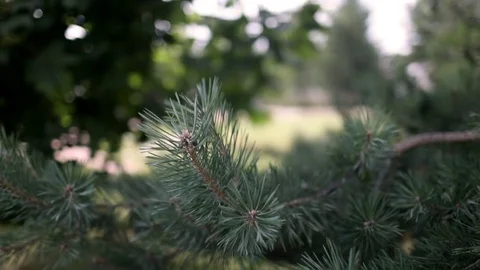Pine branch in the summer on a warm, Sunny day. Video stock 84985296
