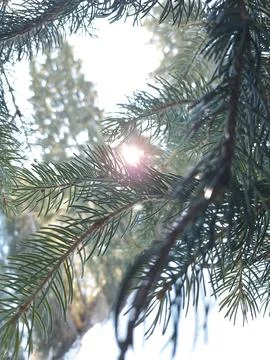 Pine Branch with Sunlight. Tree Nature Background Sun Flare Winter Close-up Stock Photos