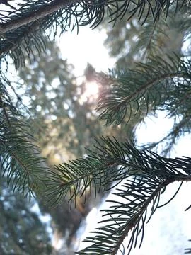 Pine Branch with Sunlight. Tree Nature Background Sun Flare Winter Close-up Stock Photos