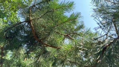 Pine branch on a sunny day Stock Footage 248034271