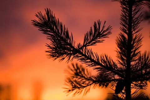 Pine branch at sunset Stock Photos