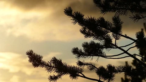 The pine branch swaying against the background of slowly floating clouds. Stock Footage 83157795