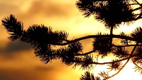 The pine branch swaying against the background yellow cloudy sky. Stock Footage 83158436