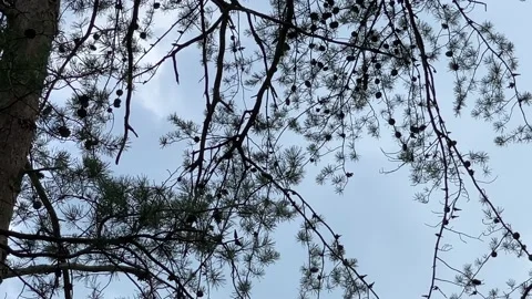 Pine Branch Swaying Stock Footage 203898279