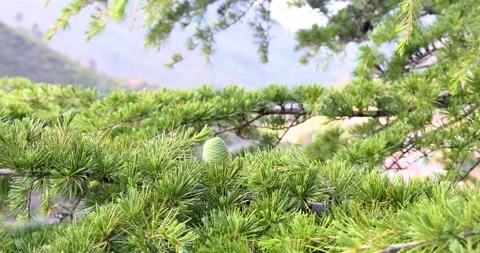 Pine branch swaying in the spring breeze Stock Footage 213616986