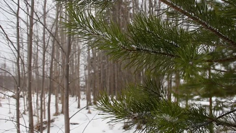 Pine branch swaying in the wind on the background of winter forest or park trees Video stock 120786239