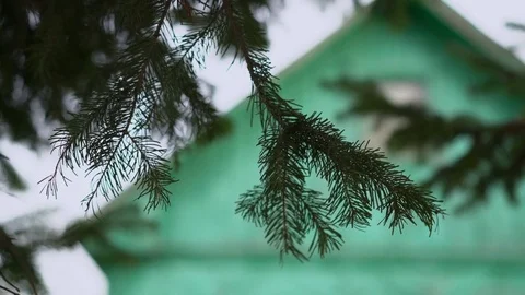 A pine branch swaying in the wind. Close up Video stock 75688112
