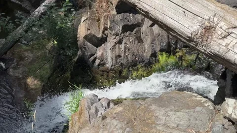 A pine branch sways in the forest in the rays of the setting sun Stock Footage 248941093