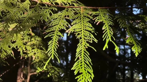 A pine branch sways in the forest in the rays of the setting sun Stock Footage 248941101