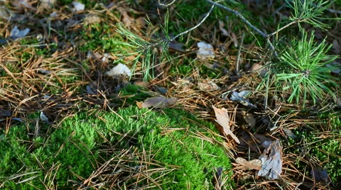 Pine branch sways in a summer forest. Stock Footage 60222640