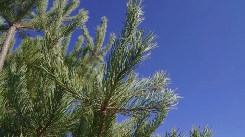 A pine branch sways in the wind against a blue sky Stock Footage