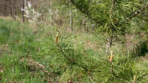 A pine branch sways in the wind against the backdrop of a forest in spring Stock Footage 312283357