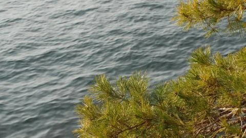 Pine branch sways in the wind against blue Lake Como surface Stock Photos