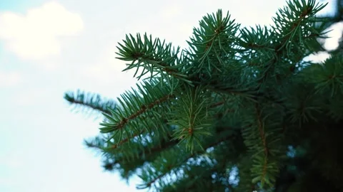 Pine branch sways in the wind Stock Footage 139609591