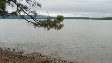 A pine branch sways in the wind. Video stock 142178910