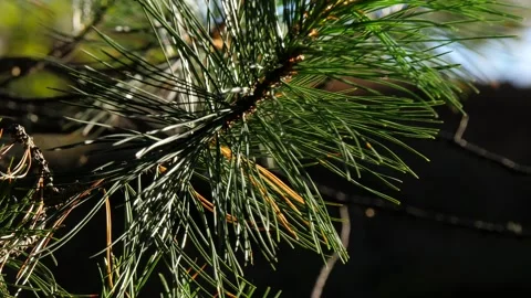 A pine branch sways on the wind. Stock Footage 292872522