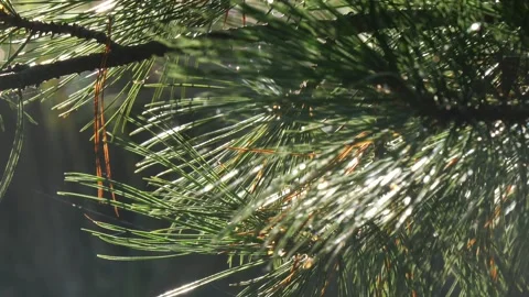 A pine branch sways in the wind. Stock Footage 294624280