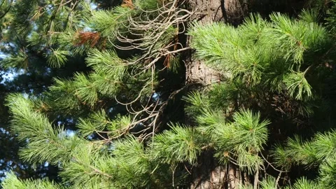 A pine branch sways on the wind. Stock Footage 294624649