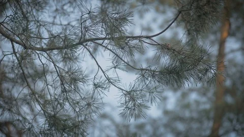 Pine branch sways in the wind on the forest and sky background Stock Footage 126697822