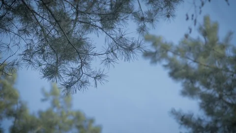 Pine branch sways in the wind on the forest and sky background Stock Footage 126697827