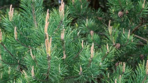 Pine branch. texture or background Stock Photos