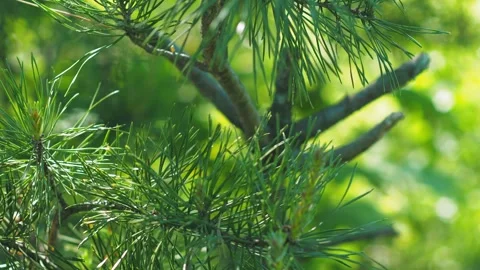 Pine branch tips exhibit spring growth patterns. Stock-Footage 278118801