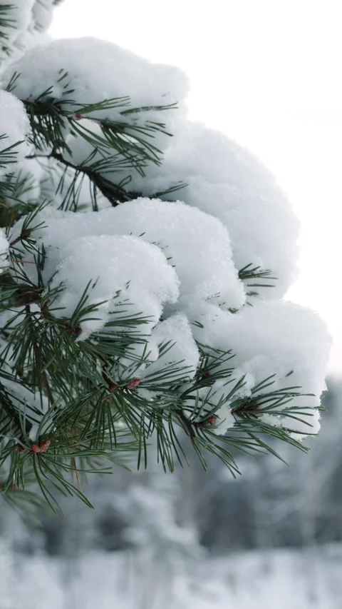Pine branch under fluffy snow against the background of winter snowy forest Stock Footage 294205122