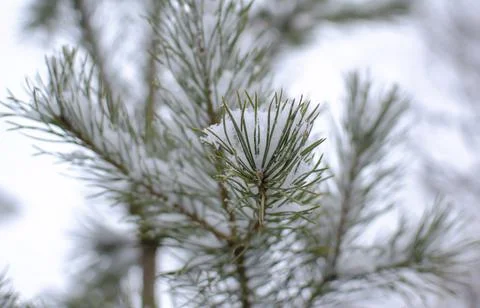 Pine branch under a layer of snow Stock Photos