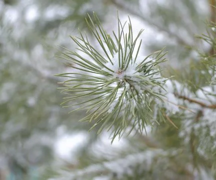 Pine branch under a layer of snow Stock Photos