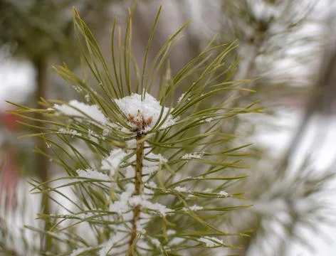 Pine branch under a layer of snow Stock Photos
